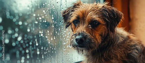 Tiny dog by window, rain and water on glass, bored or sad expression, indoor pets at home.