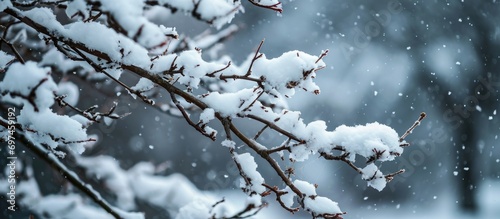 Snow-covered branch with natural backdrop