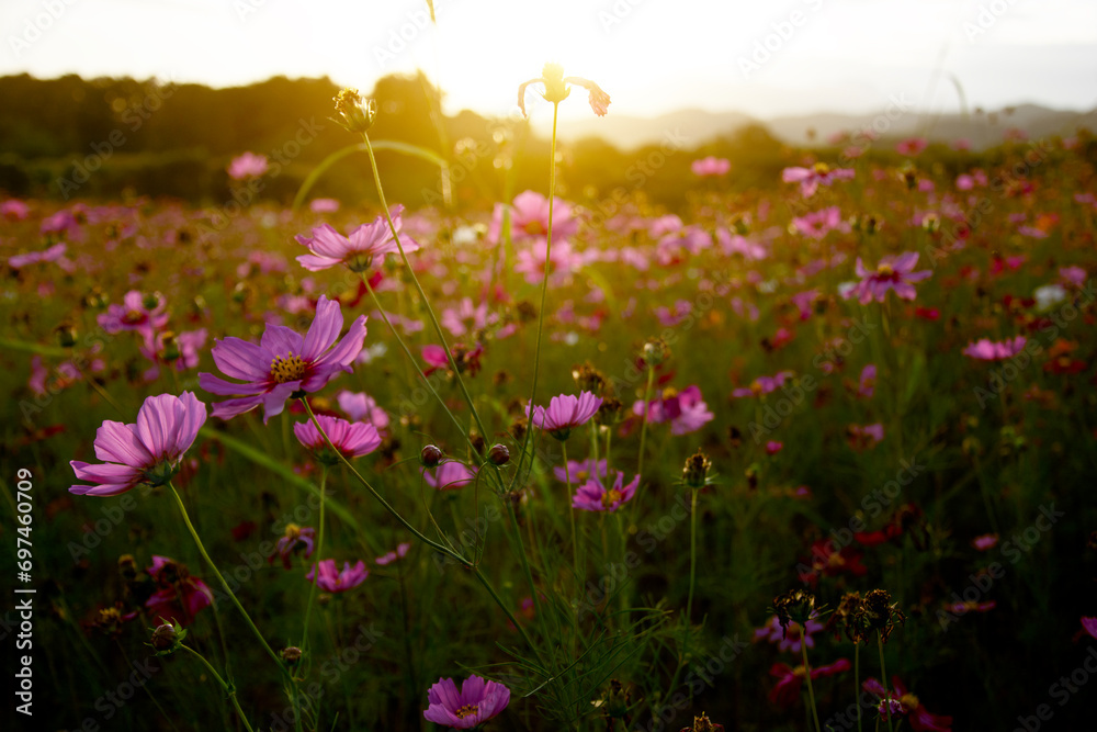 Obraz premium Cosmos field with blurred mountain background