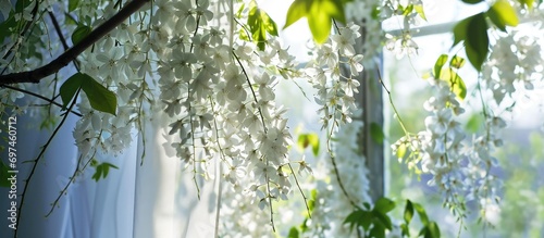 Elegant curtains: Beautiful Robinia Pseudoacacia blossoms in white. Black locust flowers in spring. photo