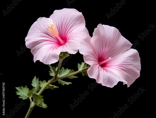 Burr mallow flower in studio background, single burr mallow flower, Beautiful flower, ai generated image photo