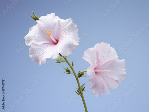 Burr mallow flower in studio background, single burr mallow flower, Beautiful flower, ai generated image photo