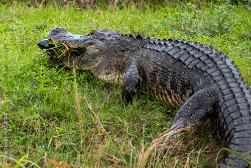 Alligator with Catfish