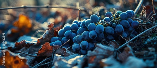 Winter's aftermath: desolate, neglected blue grapes.