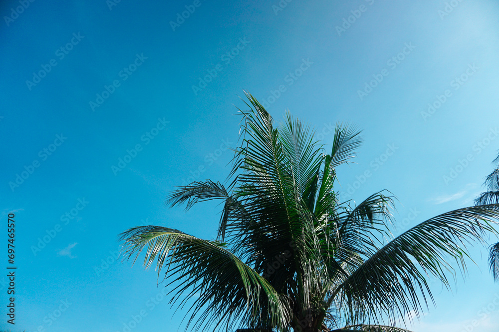 head leaves combined with an exotic and soft blue sky
