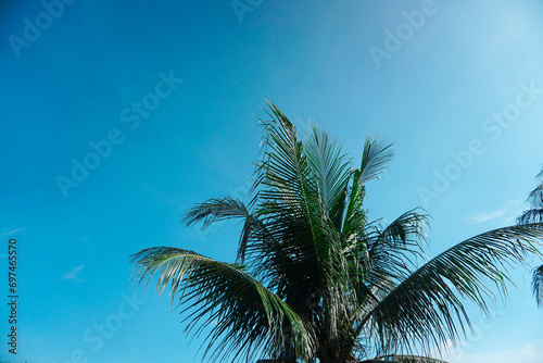 head leaves combined with an exotic and soft blue sky