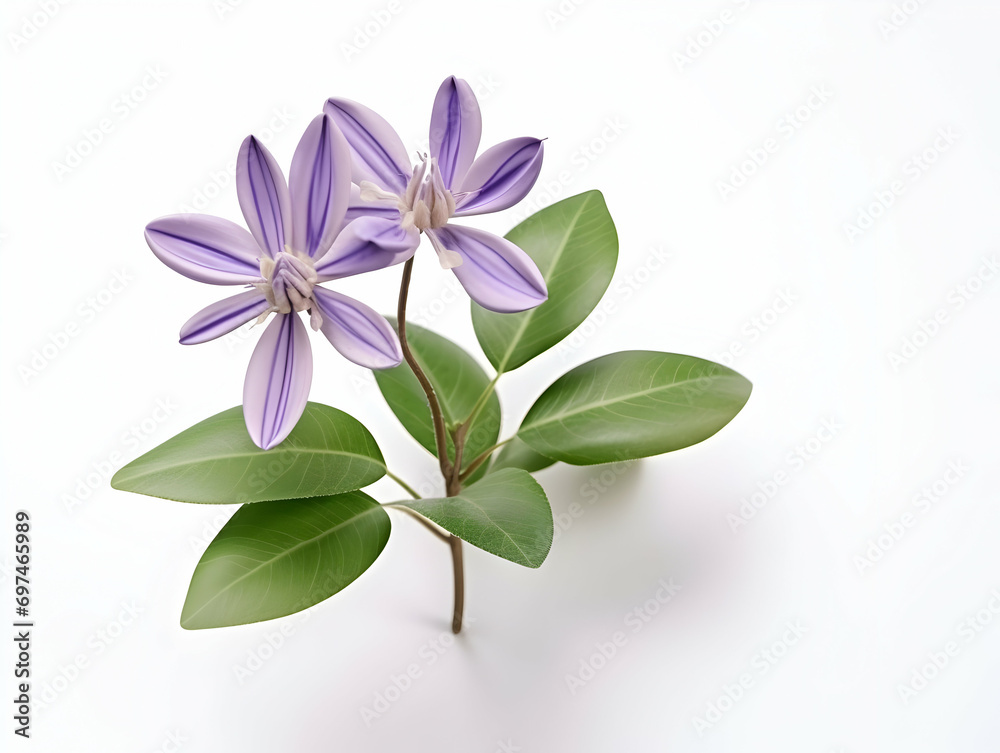 Calotropis gigantea flower in studio background, single Calotropis gigantea flower, Beautiful flower, ai generated image Calotropis gigantea flower in studio background, single Calotropis gigantea flower, Beautiful flower, ai generated image