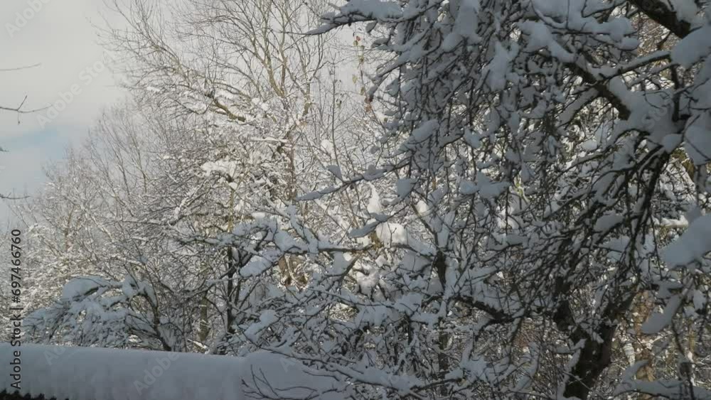 snow covered trees on beautiful winter day snow covered trees on beautiful winter day