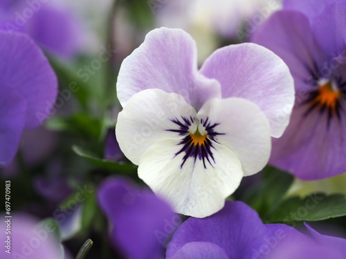 春の花 パンジー 紫色の花