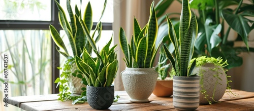 Snake plant and devils Ivy complement well-decorated homes or apartments. photo
