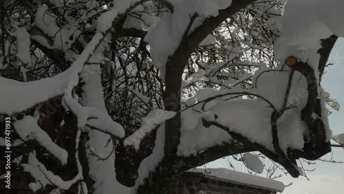 snow covered tree with sun flaring through branches