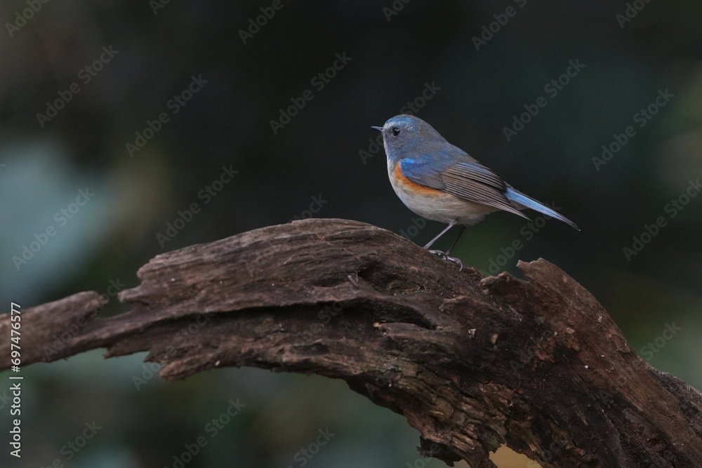 red flanked blue tail in a forest red flanked blue tail in a forest