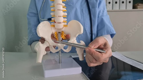 Anatomical model of the lumbar spine with pelvic bone and nerve root. Pelvic bones and pain problem photo