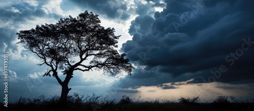 Elegant tree shape outlined by dark cloud.
