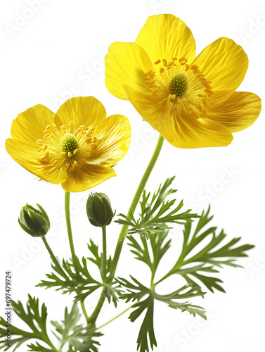 yellow buttercup flowers isolated on white