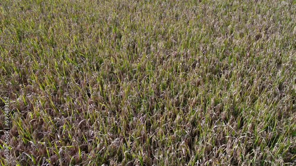 Aerial flyover above risotto rice growing on a farm in Italy, Aerial flyover above risotto rice growing on a farm in Italy,