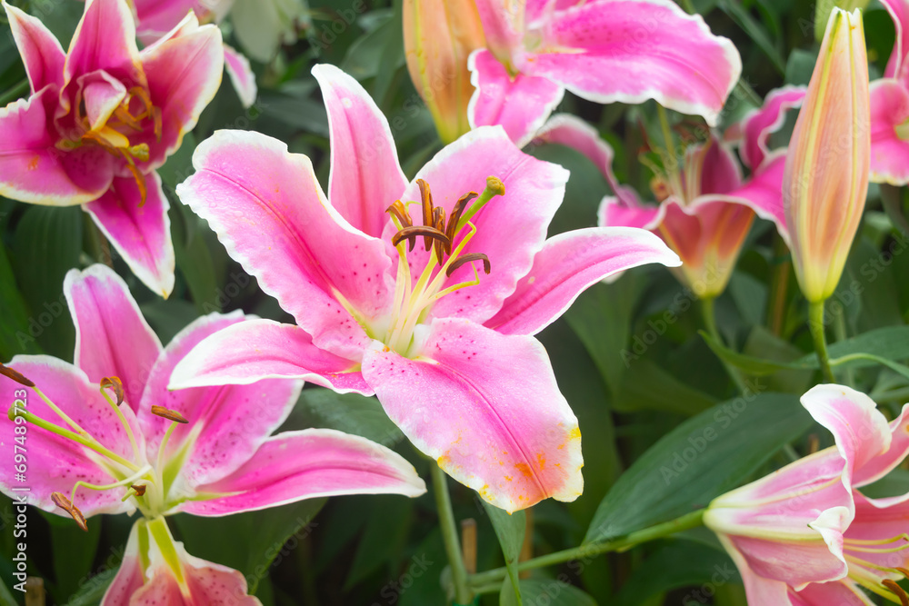 Lily pink flowers  full blooming. flower on plants in garden. beautiful lily petal nature  background and wallpaper