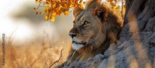 A male lion observes his domain in the wilderness of Savute, Chobe National Park, Botswana. photo