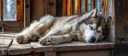 Sleeping husky dog on wooden porch photo