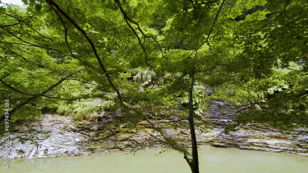Cinematic gimbal shot of forest trail leading to steam vents at Oyasukyo Gorge in Akita prefecture in Japan Cinematic gimbal shot of forest trail leading to steam vents at Oyasukyo Gorge in Akita prefecture in Japan