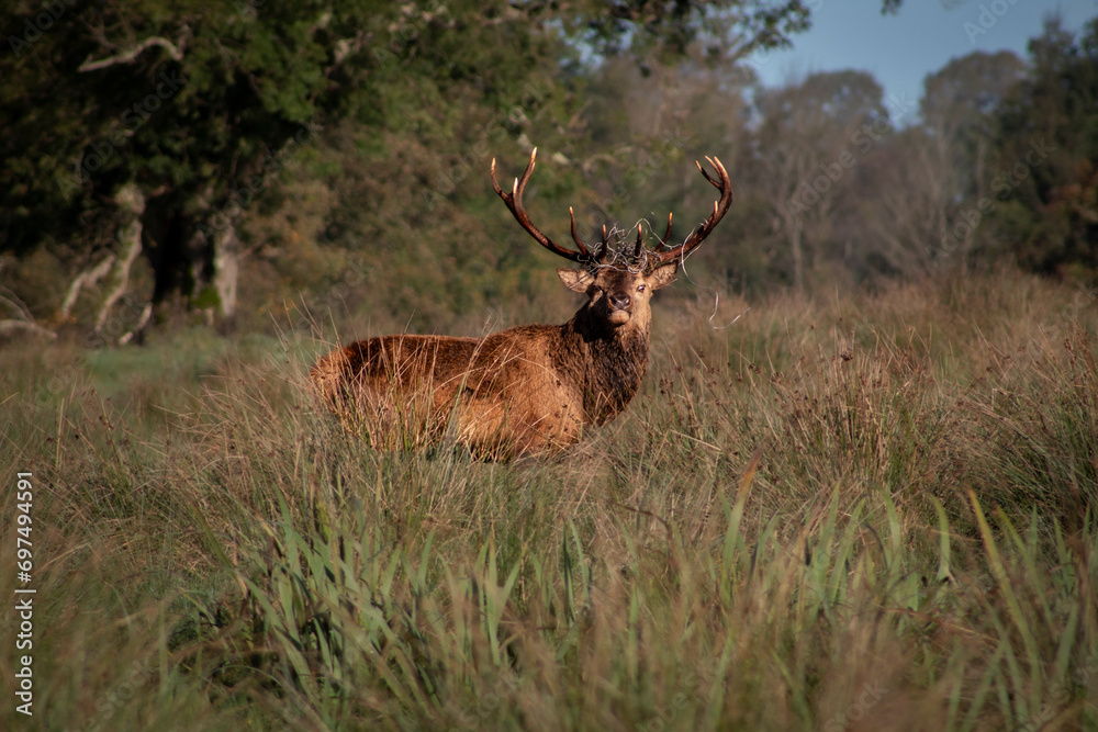 Fototapeta premium Red Deer at Killarney National Park
