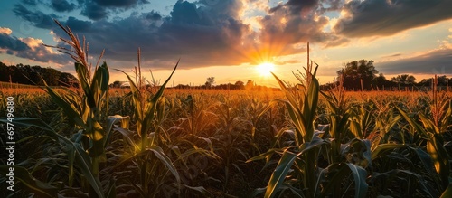 Ohio cornfield summer sunset photo