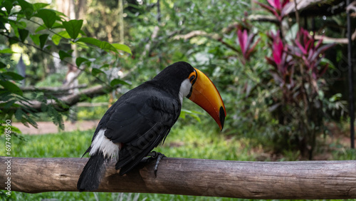 A beautiful Big Toucan Ramphastos toco sits on a perch in a tropical garden. A bird with black and white plumage, a huge orange beak, and blue eyes. Close-up. Brazil. Bird Park. Foz do Iguazu