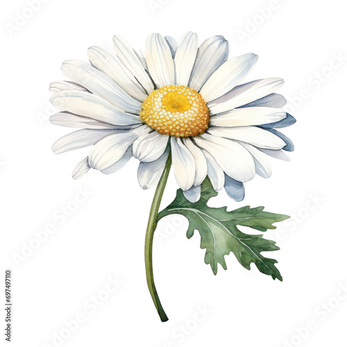 white daisy watercolor isolated on white or transparent background 