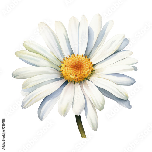 white daisy watercolor isolated on white or transparent background 