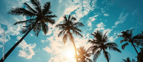 Tropical palm trees create a silhouette against a blue sky with fluffy clouds.