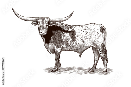 Texas longhorn vector illustration in vintage style photo