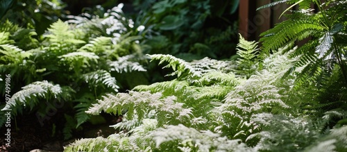 A big group of 'Ghost' athyrium plants in a shady garden photo