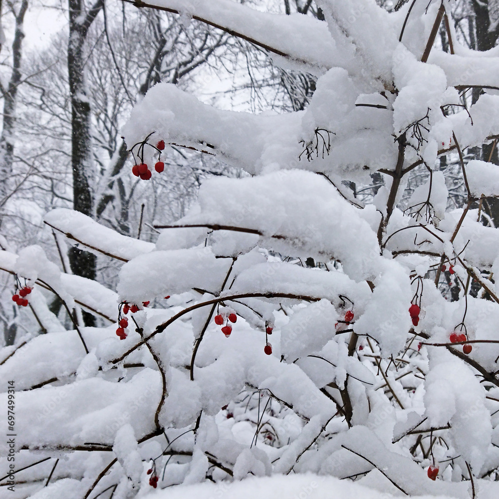 Close-up of a branch of apple tree with berries on a frosty winter day. Tree branches with white snow and red berries. Close-up of a branch of apple tree with berries on a frosty winter day. Tree branches with white snow and red berries.