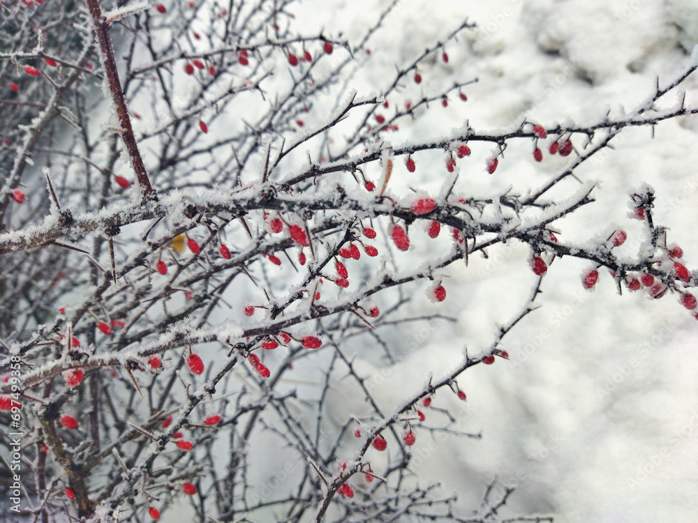 Close-up view of a barberry bush with berries on a frosty winter day. Tree branches with white snow and red berries. Close-up view of a barberry bush with berries on a frosty winter day. Tree branches with white snow and red berries.