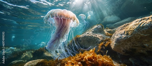 Jellyfish underwater, rocky coast, Mediterranean sea, France. photo