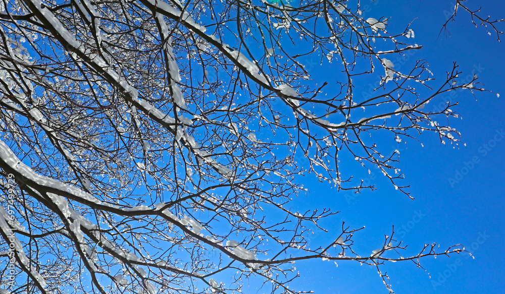 Close-up of a tree branch with snow and ice on a frosty winter day. Beautiful natural background, pattern of nature and cold season. Close-up of a tree branch with snow and ice on a frosty winter day. Beautiful natural background, pattern of nature and cold season.