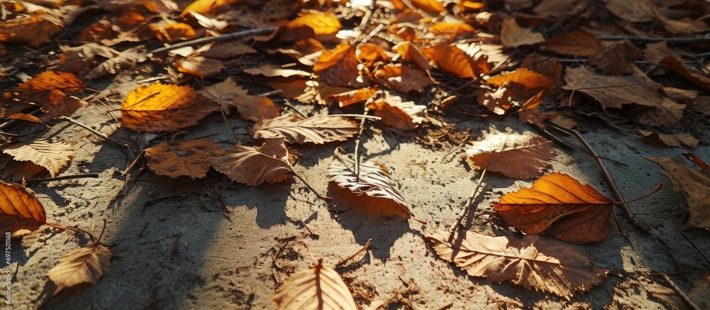 Leaves' shadow on the ground.