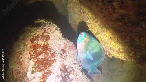 night diving close up view to a parrot fish sleeping inside of gap of coral reef wall in low visibility sandy bottom with rocks coral fishes dirt mud light up by torch flash light in Avana passage