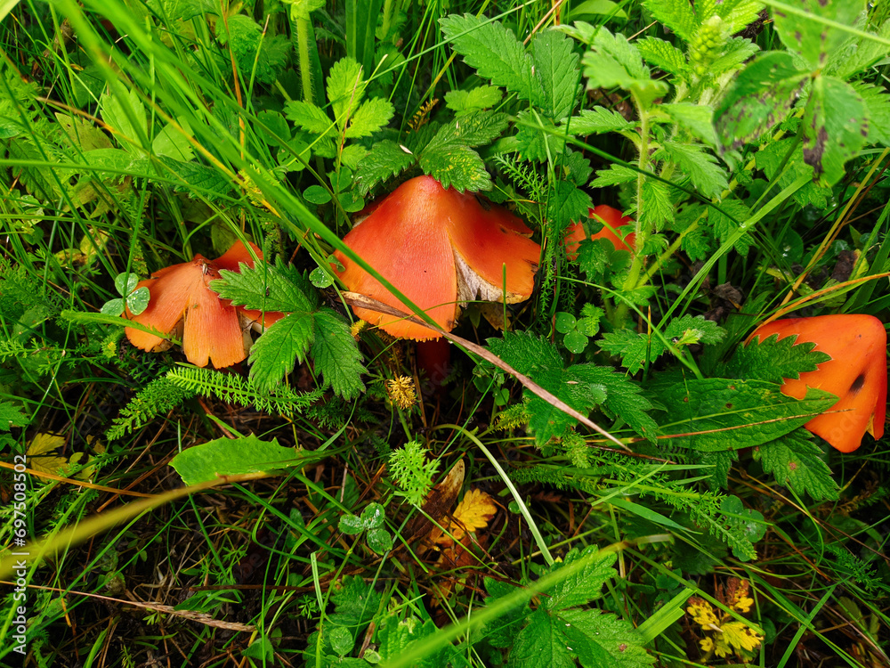 Hygrocybe conica. A red mushroom grows on a thin stalk in the green grass Hygrocybe conica. A red mushroom grows on a thin stalk in the green grass