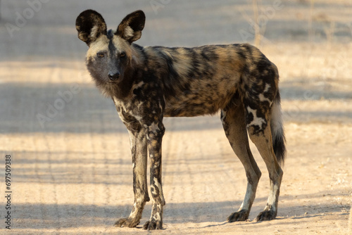Ein Afrikanischer Wildhund in der Seitenansicht im sambischen South Luangwa Nationalpark photo