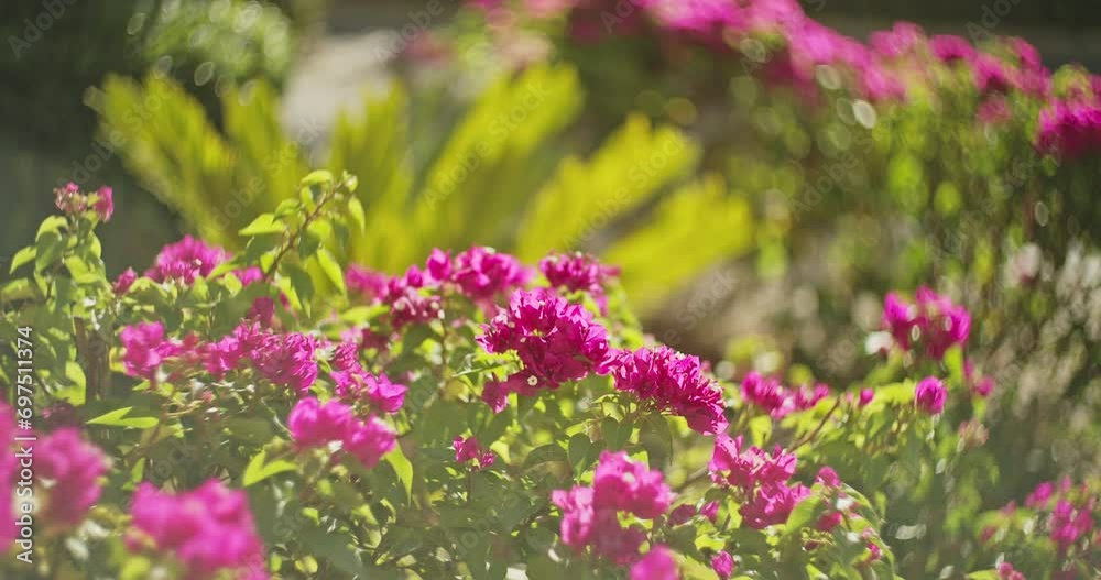 Pink Bougainvillea Flower In Summer Sunny Day. Amazing Blooming Pink Flowers Of Bougainvillea In Garden. Bougainvillea Is Thorny Ornamental Vines And Bushes. Garden Design Concept. Floral Decoration. Pink Bougainvillea Flower In Summer Sunny Day. Amazing Blooming Pink Flowers Of Bougainvillea In Garden. Bougainvillea Is Thorny Ornamental Vines And Bushes. Garden Design Concept. Floral Decoration.