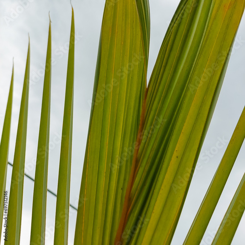 palm leaves on a blue background  green leaves of palm tree  leaf pattern background  nature photography  natural gardening background  greenery wallpaper