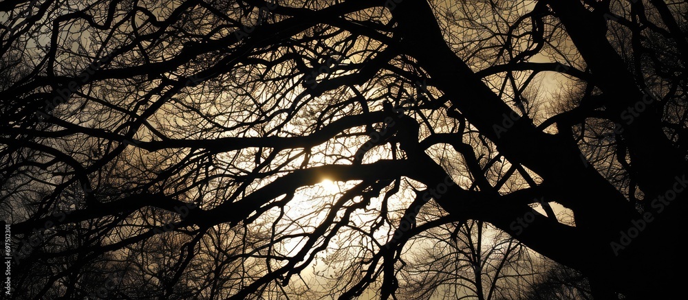 Silhouetted tree branches.