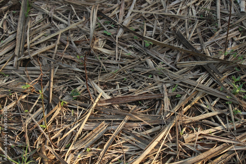 Heap of dried sugarcane hay as background. Hay for feed animal at farm. Pile of hay in India. Heap of dried sugarcane hay as background. Hay for feed animal at farm. Pile of hay in India.
