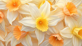 Yellow white Daffodil flowers bloom in a beautiful floral garden field with soft pastel colors created with Generative AI Technology     