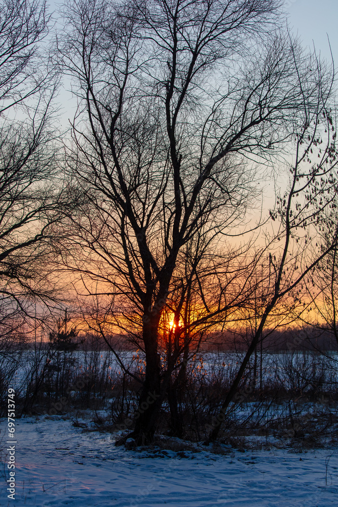 Bare tree branches at sunset in winter Bare tree branches at sunset in winter