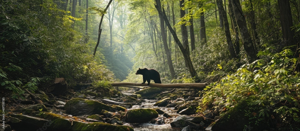 Black bear in the Smoky Mountains National Park. - obrazy, fototapety, plakaty 