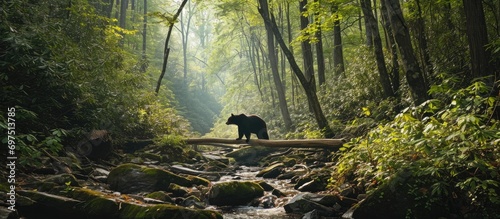 Black bear in the Smoky Mountains National Park. photo