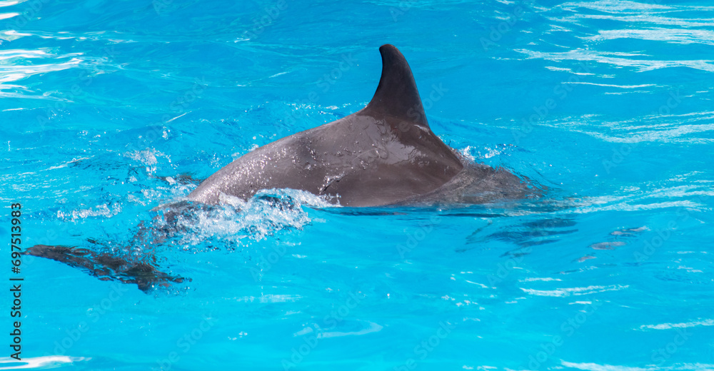 Obraz premium A dolphin swims in the pool