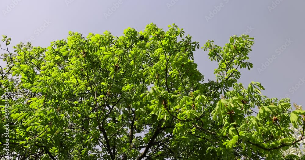 a flowering chestnut tree in the spring season, a spring park with chestnuts with flowers and with the first green foliage in sunny weather